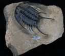 Rare Chlustinia Trilobite - Large Specimen #3759-2